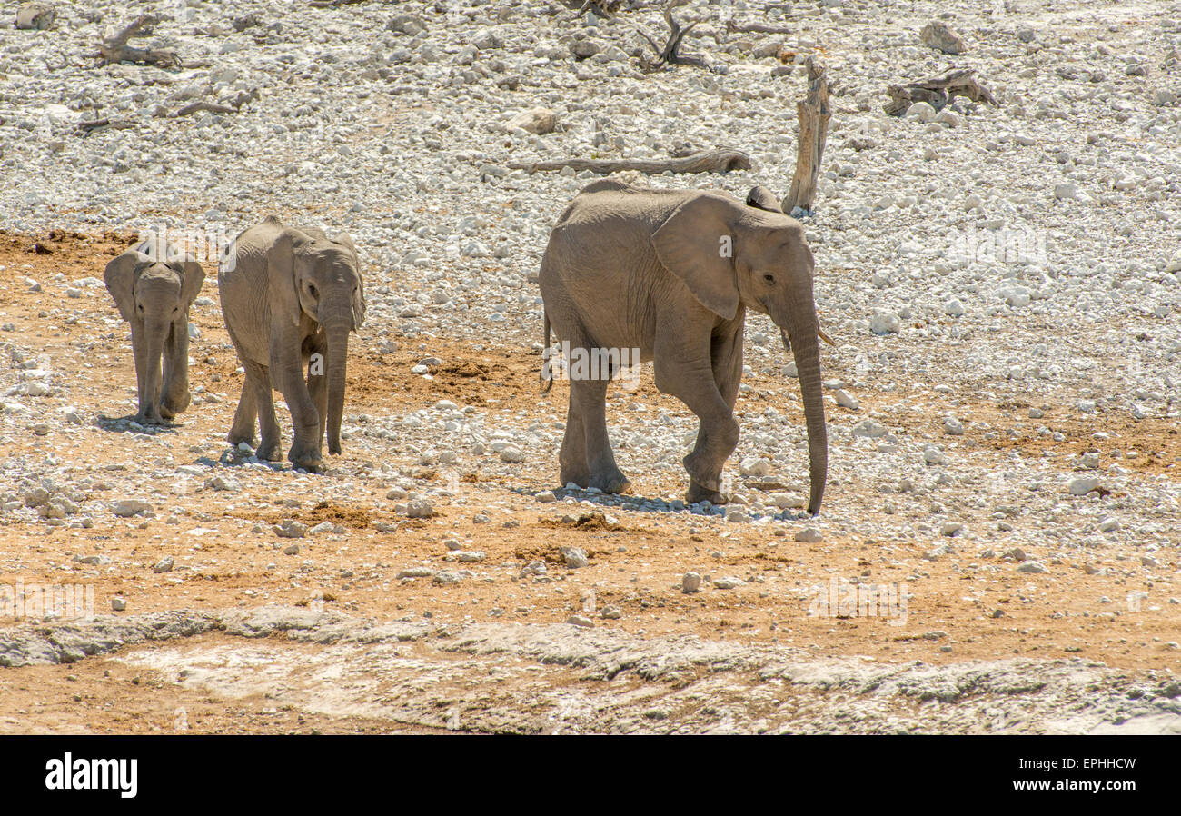 Africa, Namibia. Il Parco Nazionale di Etosha. Il trio di un elefante a camminare in una linea. Foto Stock
