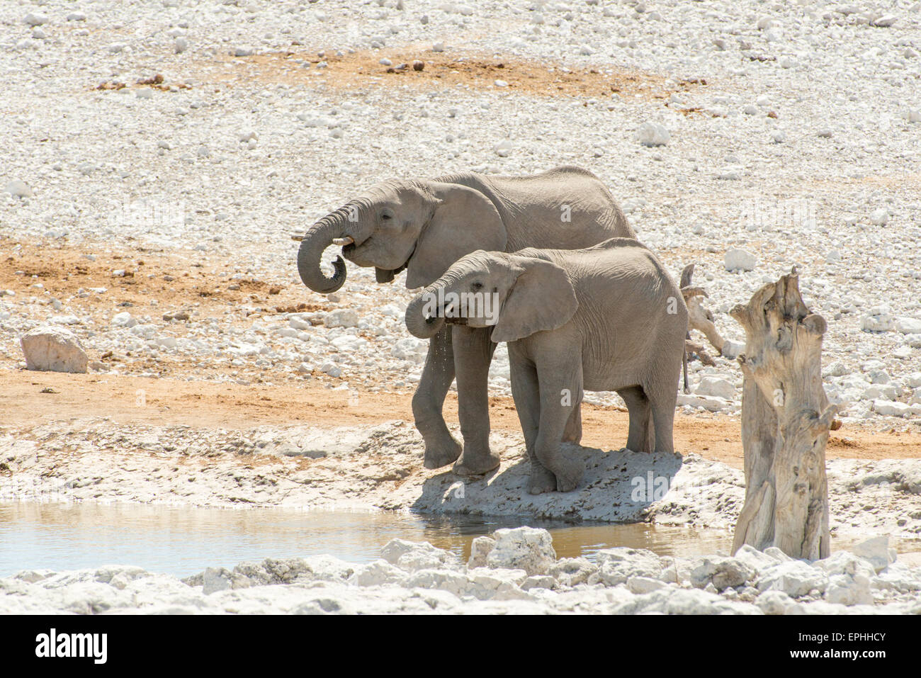 Africa, Namibia. Il Parco Nazionale di Etosha. Due elefanti di bere da waterhole. Foto Stock