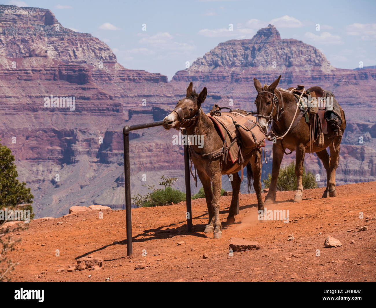 Muli, Cedar Ridge, South Kaibab Trail, del Grand Canyon South Rim, AZ. Foto Stock