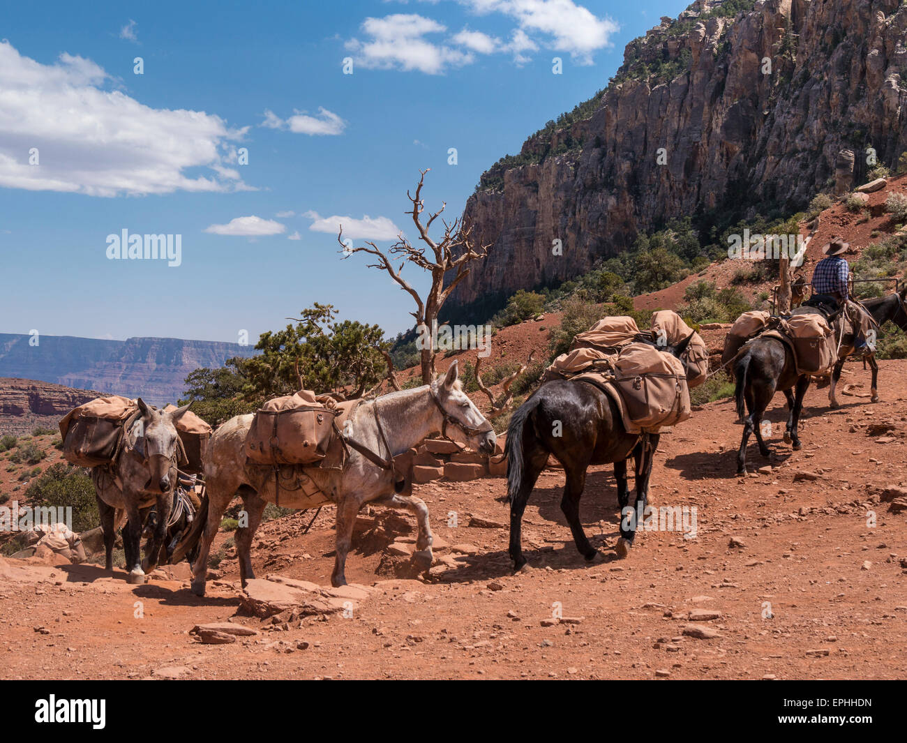 Muli, Cedar Ridge, South Kaibab Trail, del Grand Canyon South Rim, AZ. Foto Stock