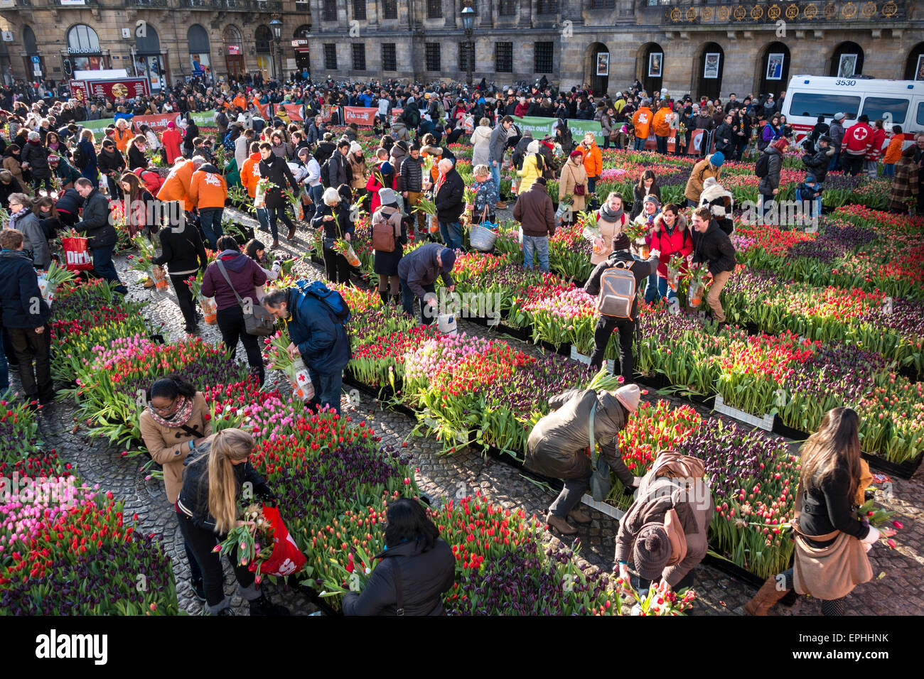 Nazionale di Amsterdam Tulip giorno 10.000 visitatori pick 200.000 tulipani gratuitamente per celebrare la partenza del funzionario Tulip stagione Foto Stock