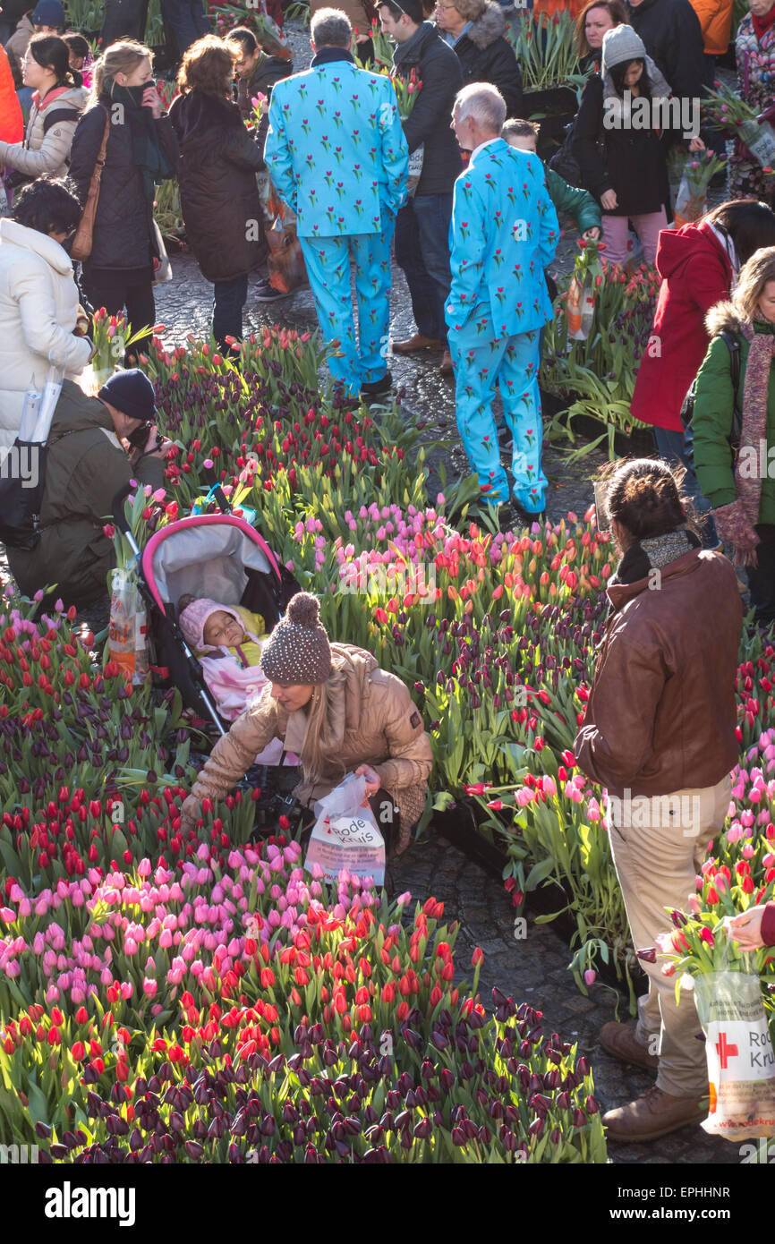 Nazionale di Amsterdam Tulip giorno 10.000 visitatori pick 200.000 tulipani gratuitamente per celebrare la partenza del funzionario Tulip stagione Foto Stock