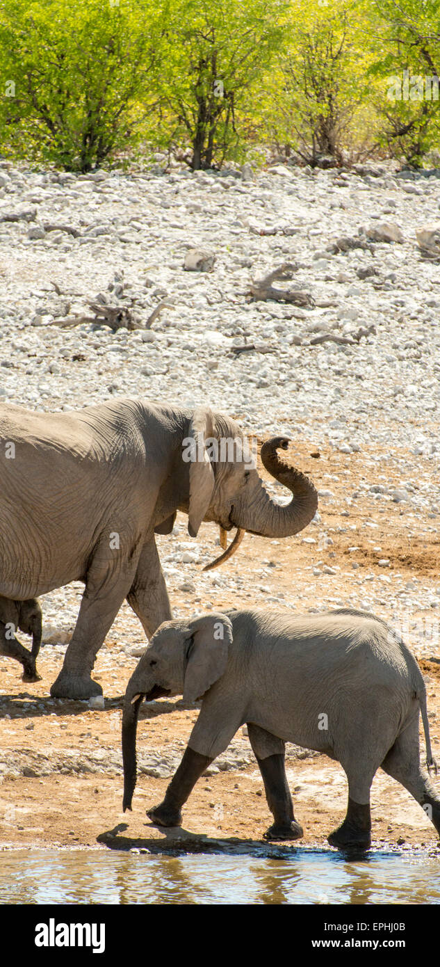 Africa, Namibia. Il Parco Nazionale di Etosha. Tre gli elefanti a piedi. Foto Stock