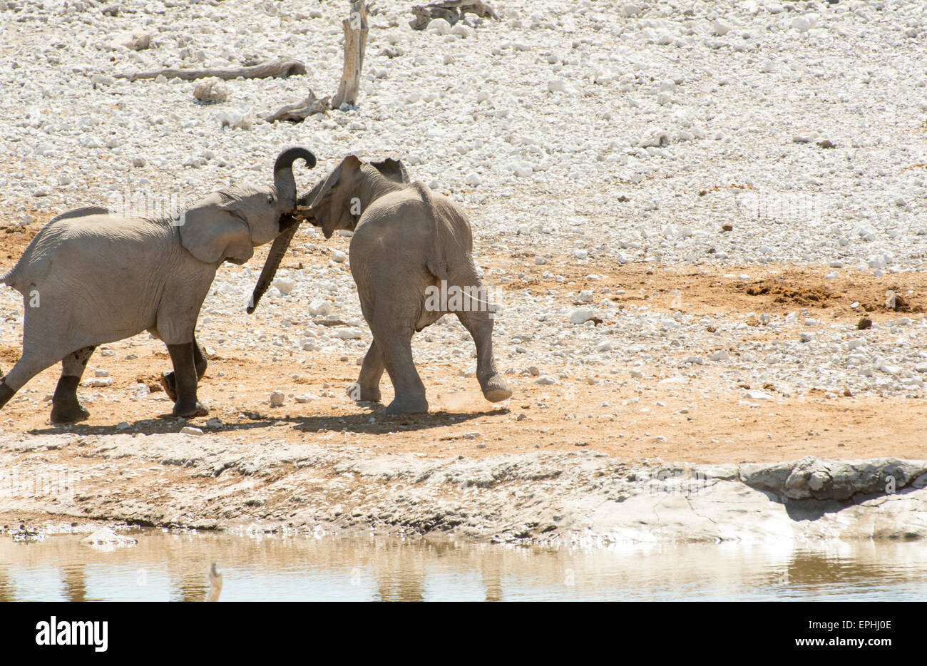 Africa, Namibia. Il Parco Nazionale di Etosha. Due giovani elefanti in riproduzione. Foto Stock