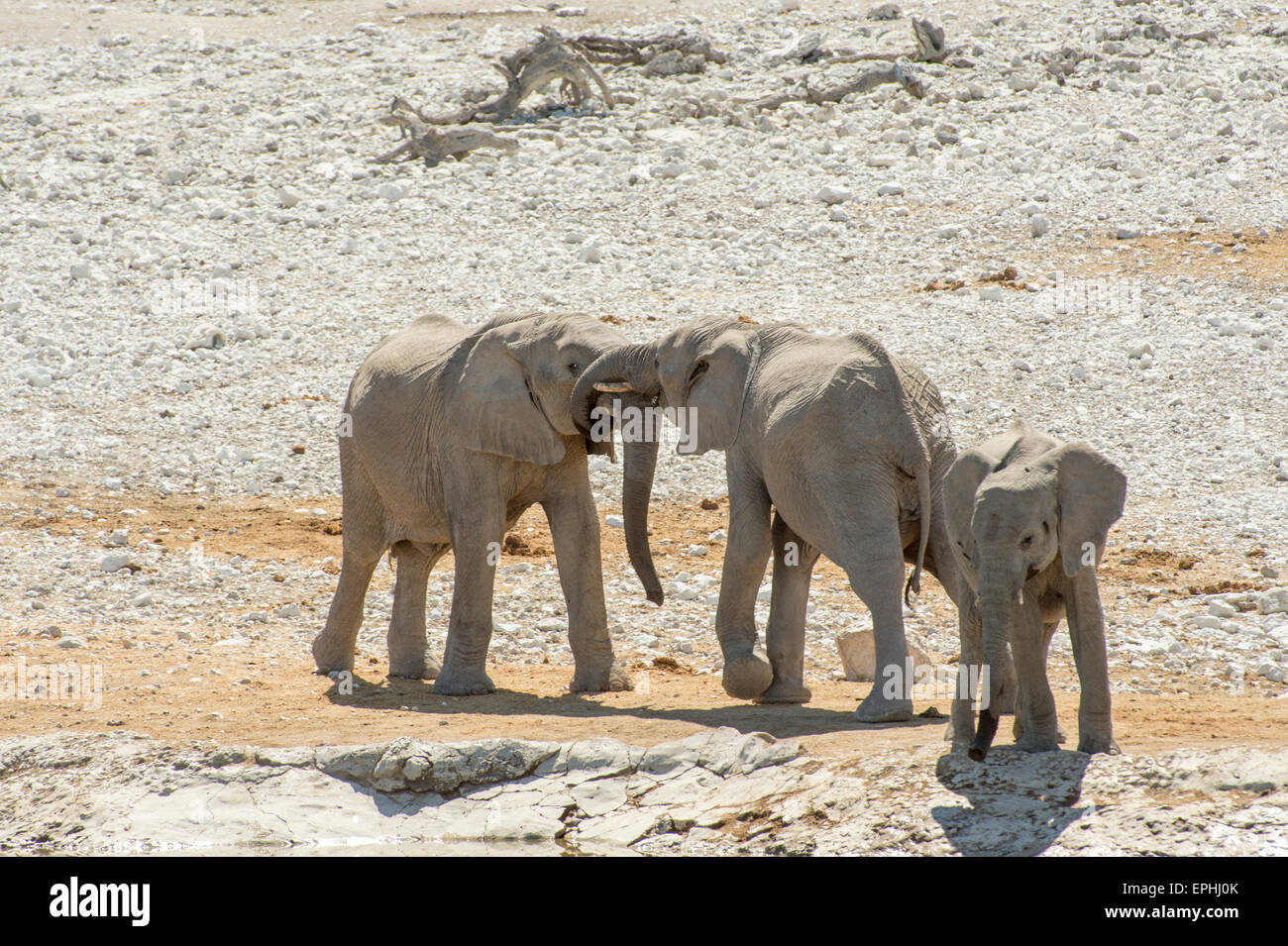 Africa, Namibia. Il Parco Nazionale di Etosha. Giovani elefanti giocare vicino al fiume. Foto Stock