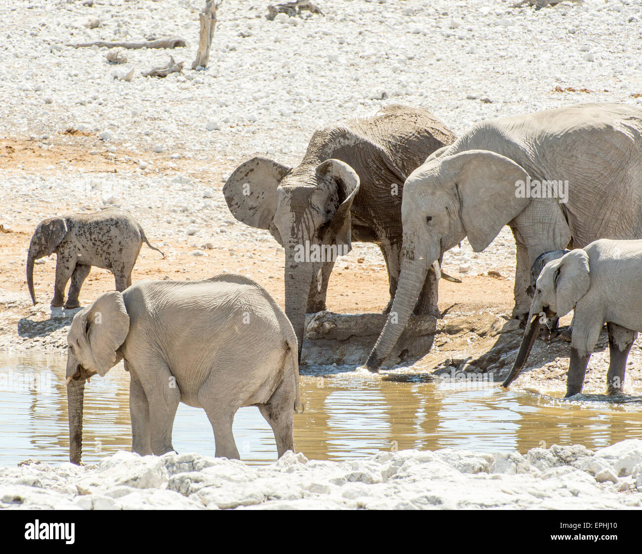 Africa, Namibia. Il Parco Nazionale di Etosha. Gruppo di elefanti bere da waterhole. Foto Stock