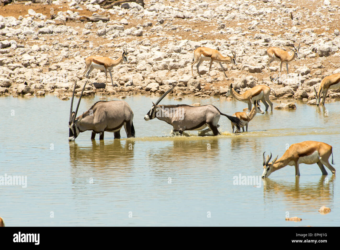 Africa, Namibia. Il Parco Nazionale di Etosha. Oryx e Springbok bere dal fiume. Foto Stock