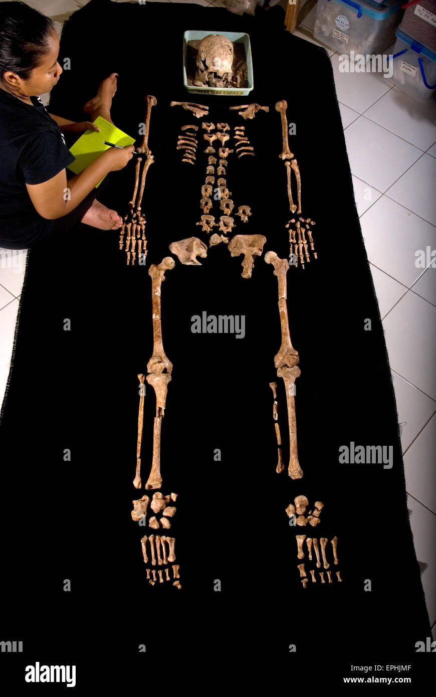 L'antropologo fisico Dyah Prastiningtyas esamina lo scheletro femminile scoperto nel sito archeologico di Batujaya, Karawang, Giava Occidentale, Indonesia. Foto Stock
