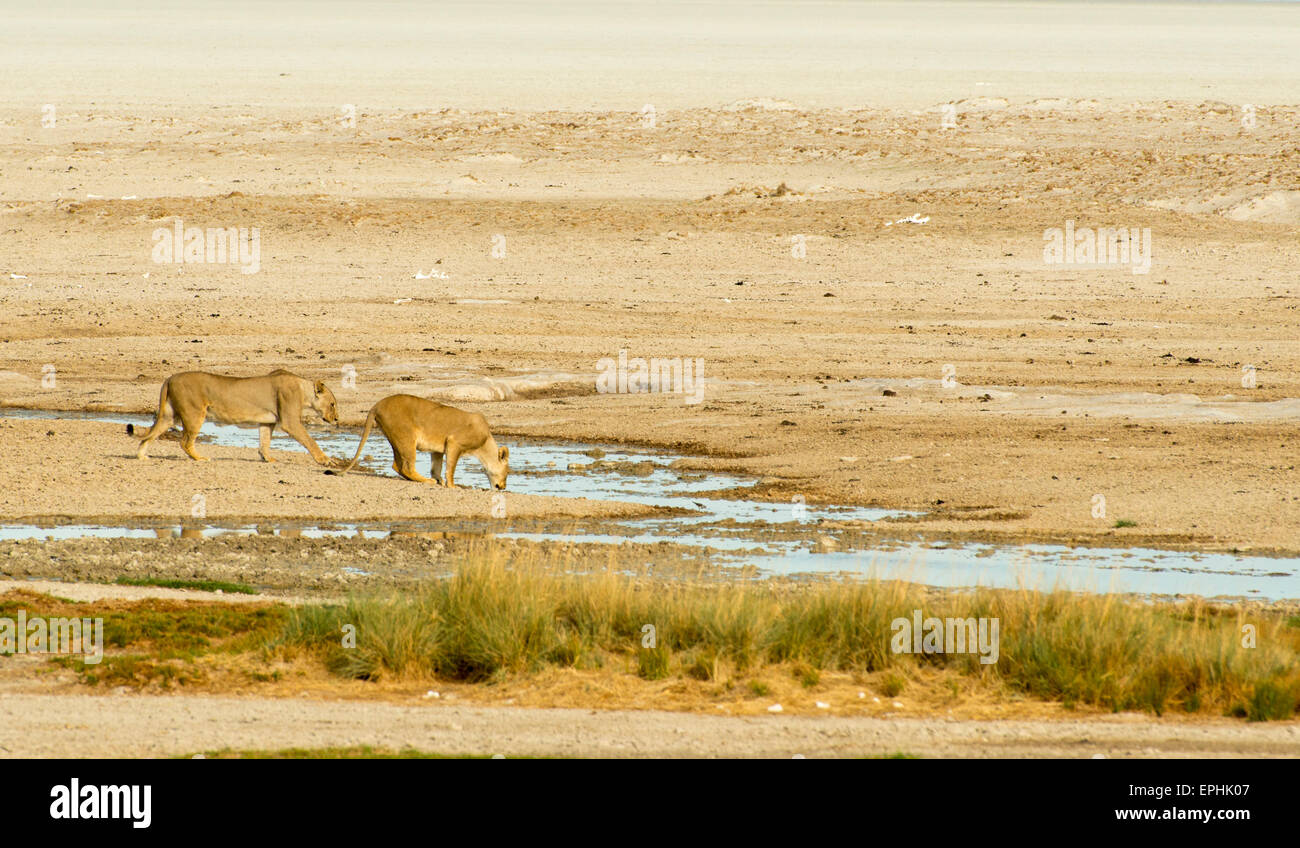 Africa, Namibia. Il Parco Nazionale di Etosha. Due leoni di bere dal flusso. Foto Stock