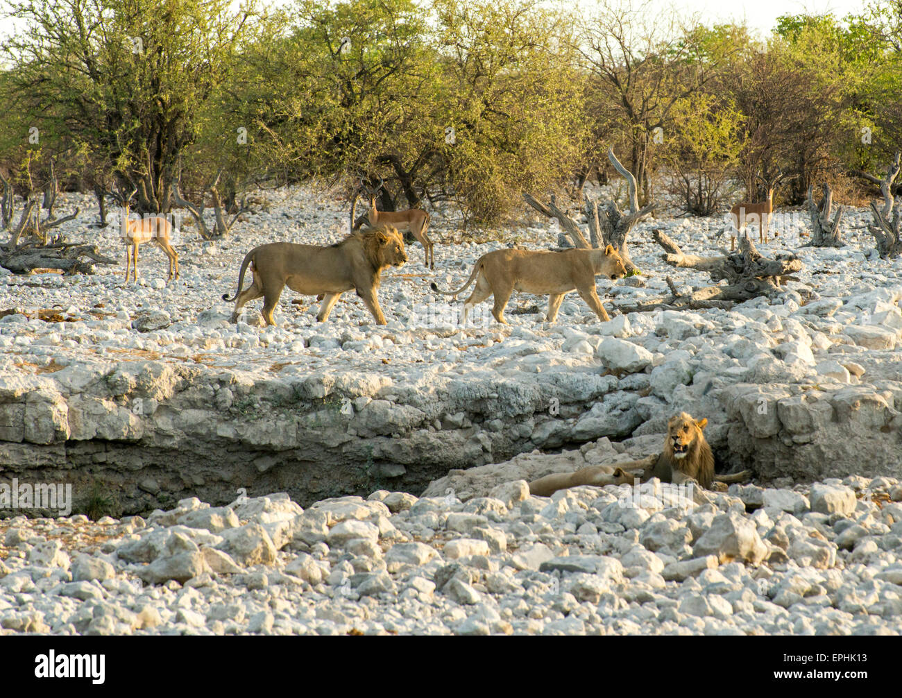 Africa, Namibia. Il Parco Nazionale di Etosha. I Lions a piedi lungo i fondali rocciosi. Foto Stock
