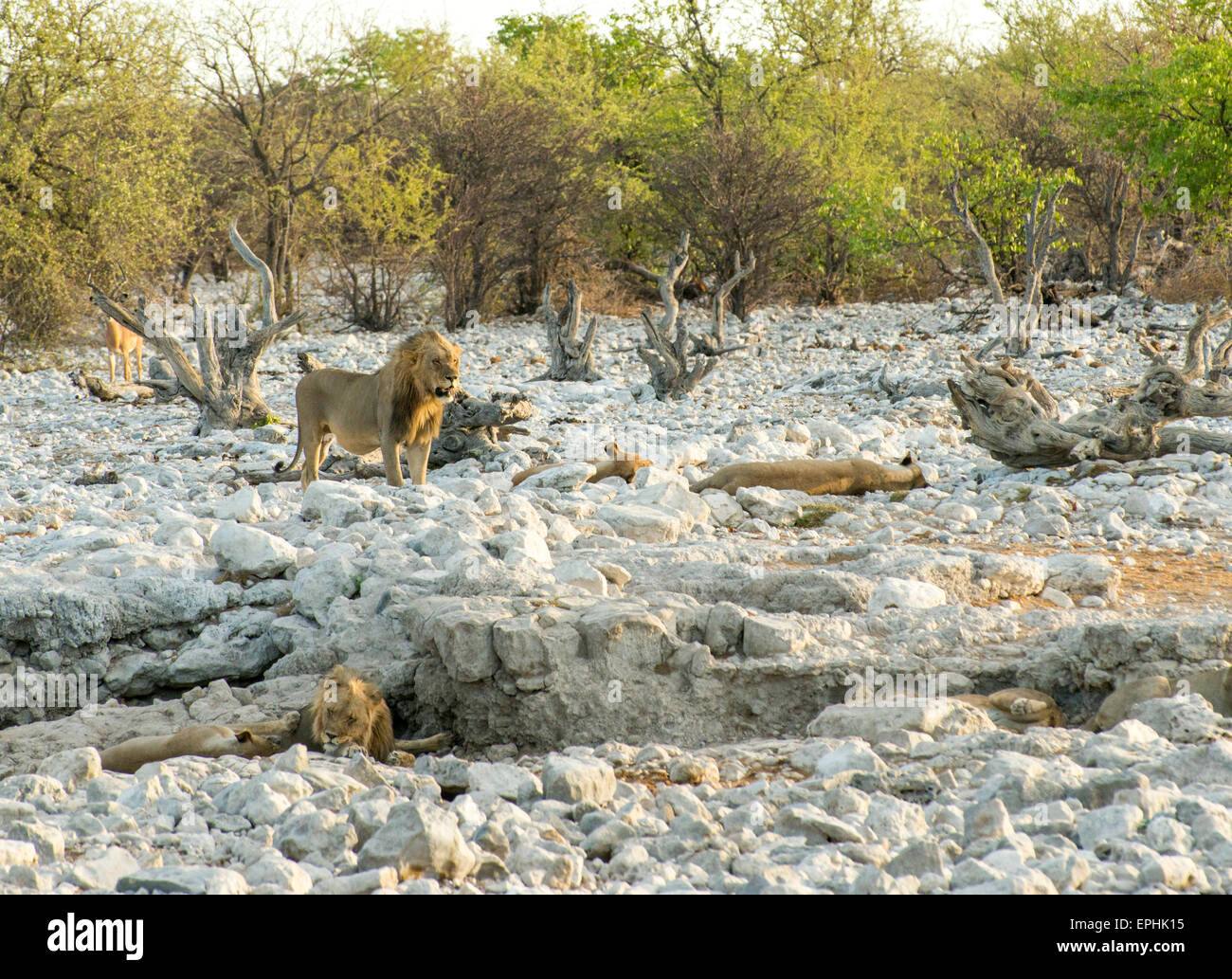 Africa, Namibia. Il Parco Nazionale di Etosha. I Lions relax su fondali rocciosi. Foto Stock