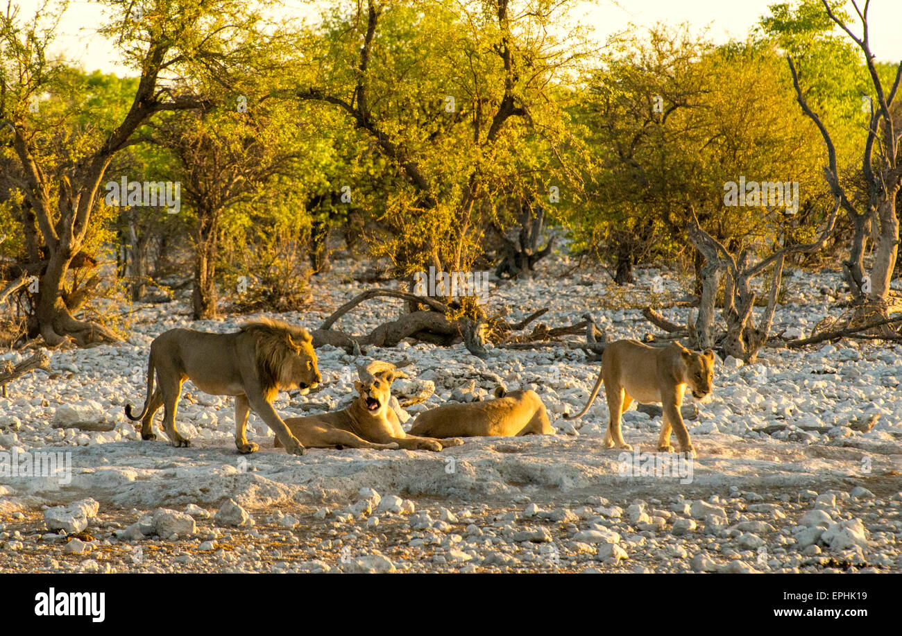 Africa, Namibia. Il Parco Nazionale di Etosha. Gruppo di lions rilassante. Foto Stock