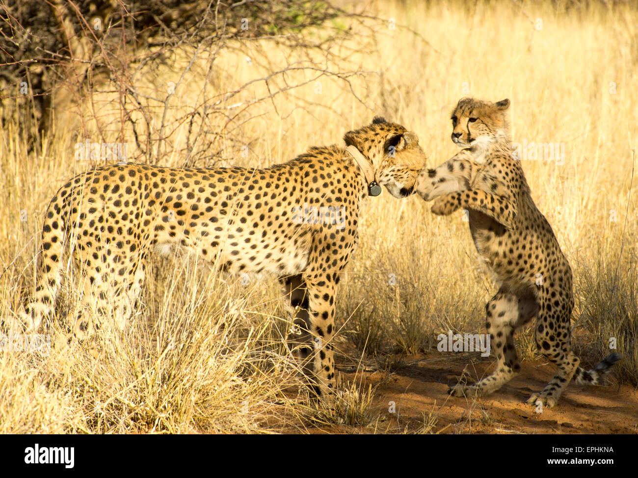 Africa, Namibia. Fondazione Africat. Giovani cheetah giocando con la madre cheetah. Foto Stock