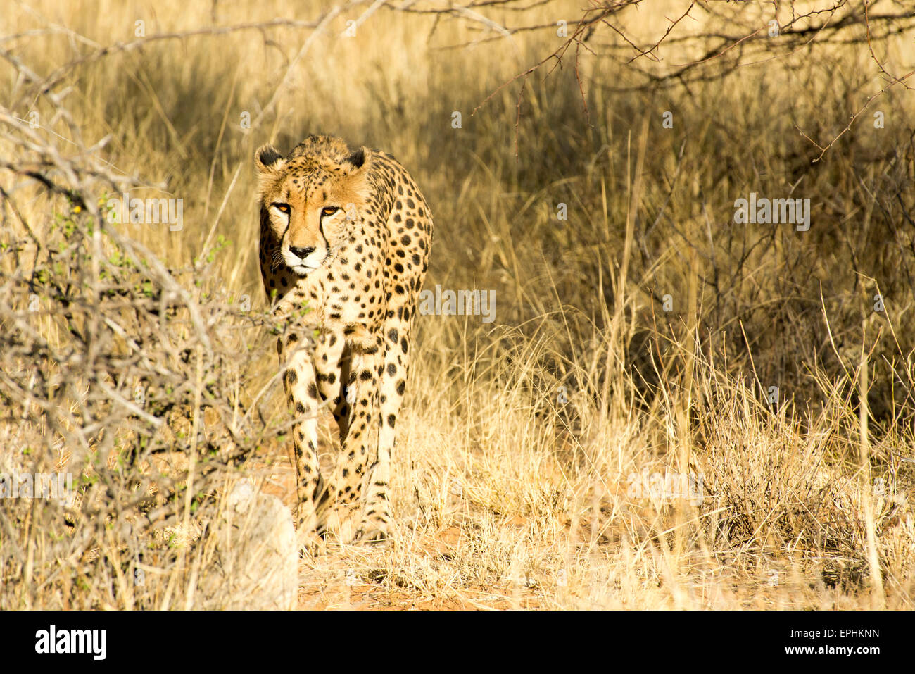 Africa, Namibia. Fondazione Africat. Singolo cheetah a piedi. Foto Stock
