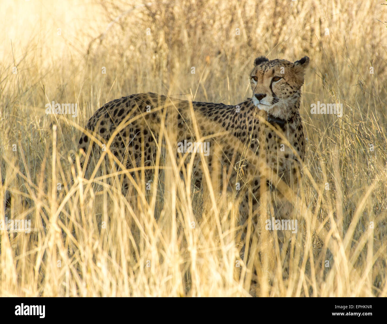 Africa, Namibia. Fondazione Africat. Singolo cheetah staring off in distanza. Foto Stock