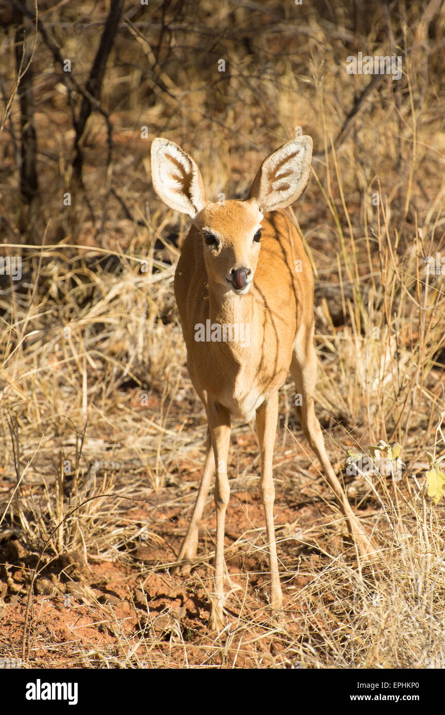 Africa, Namibia. Fondazione Africat. Damara dik-dik leccare il naso. Foto Stock