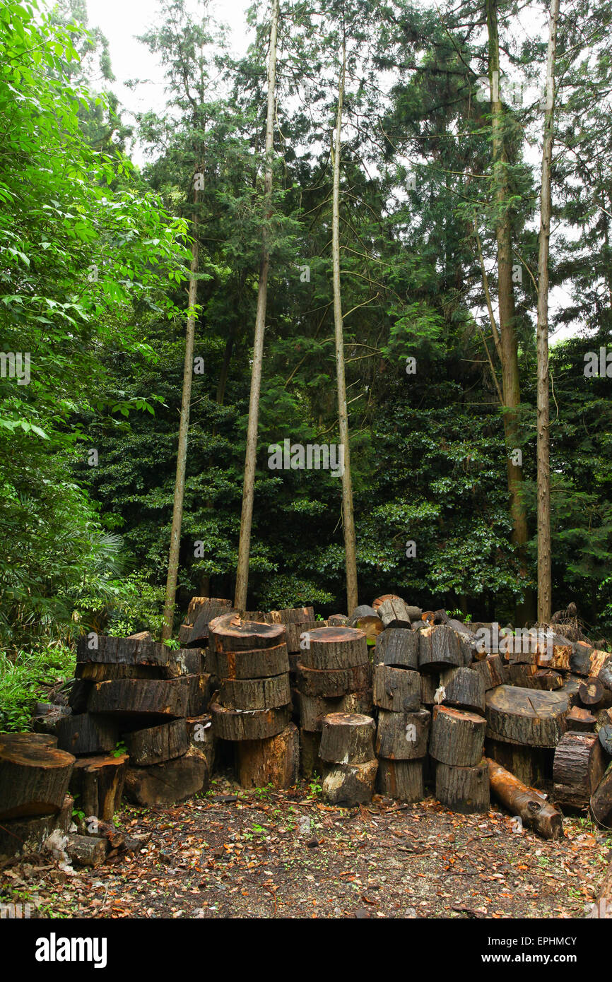 Tronchetti di legno sul suolo della foresta Foto Stock