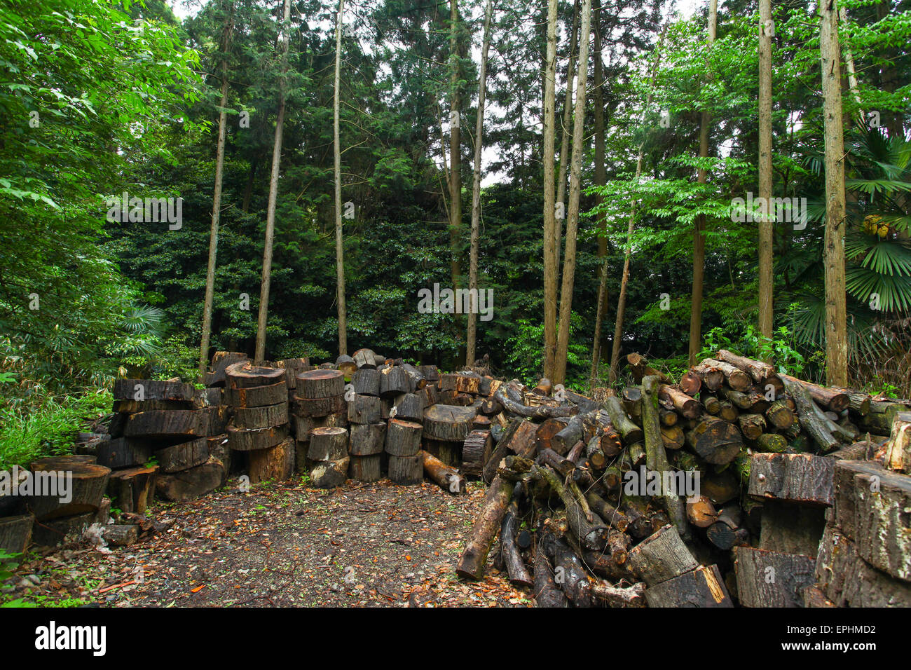 Tronchetti di legno sul suolo della foresta Foto Stock