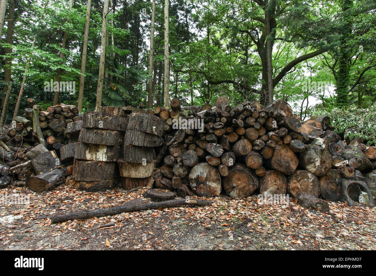 Tronchetti di legno sul suolo della foresta Foto Stock