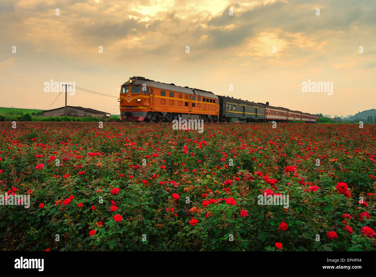 Un treno attraversare un campo di rose in città Shishan in Foshan, nella provincia di Guangdong in Cina il 16 maggio 2015. Foto Stock