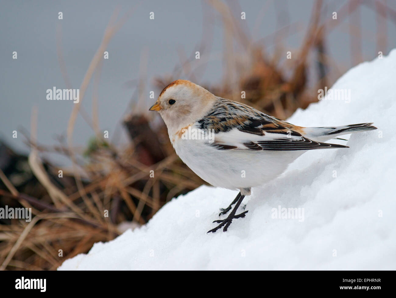 Snow Bunting (Plectrophenax nivalis), femmina, Kuusamo, Finlandia Foto Stock