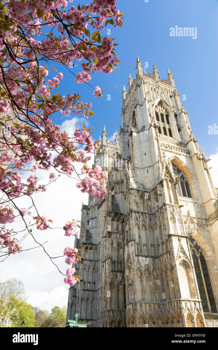 York Minster campanili e di rosa fiori di ciliegio in aprile 2015. Foto Stock