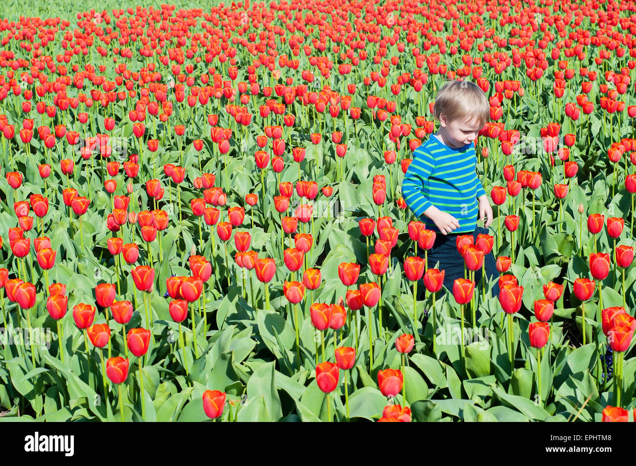 Little Boy in esecuzione su campi di tulipani Foto Stock