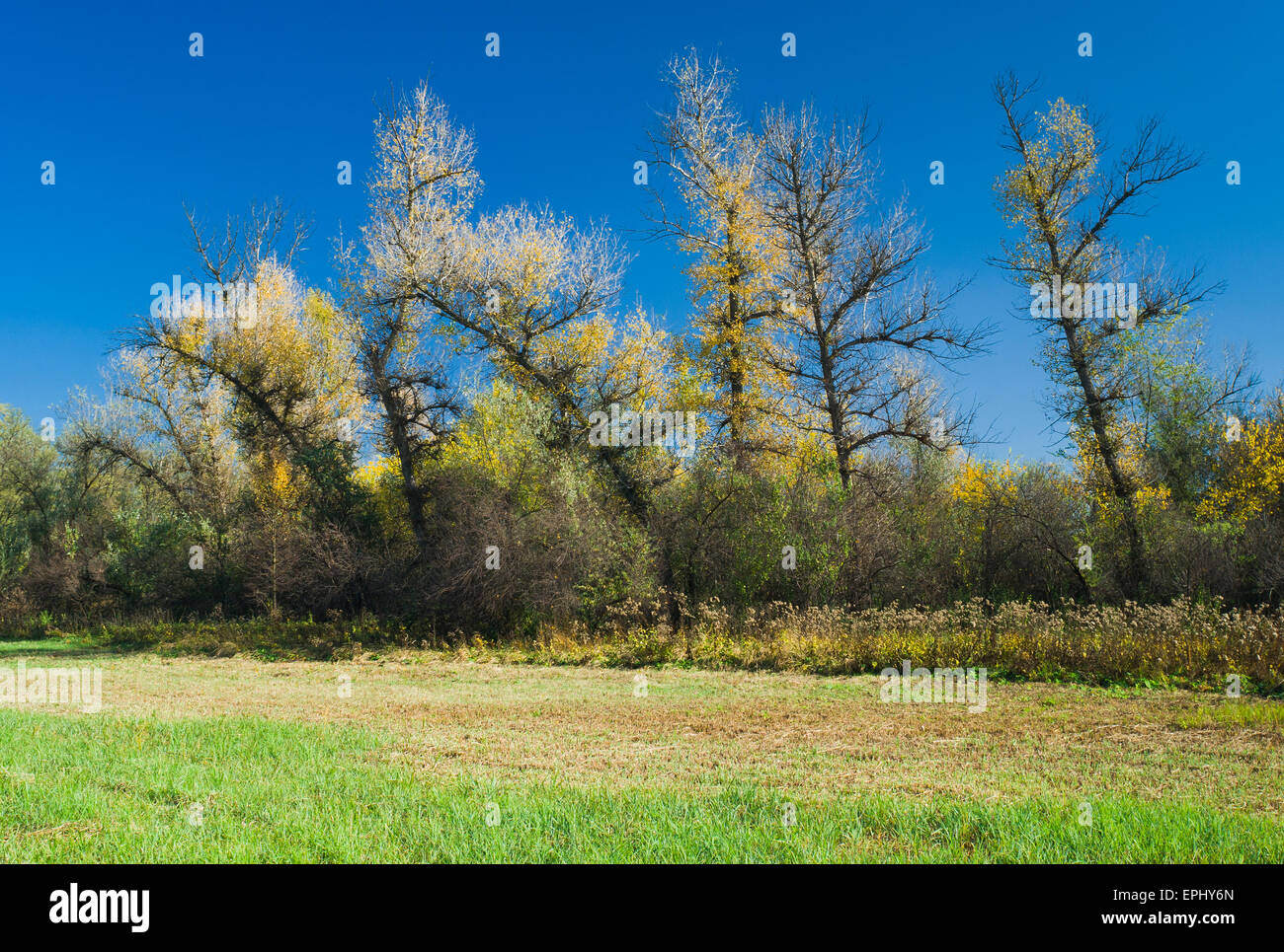 Versione ucraino di Ents alberi su un prato autunnale. Foto Stock