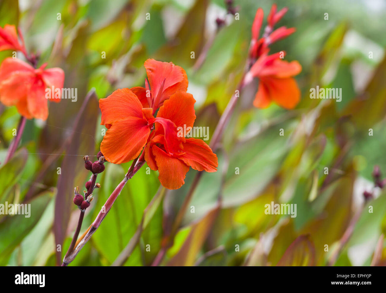 Fiori jungle - canna lilies on fiore-letto. Foto Stock