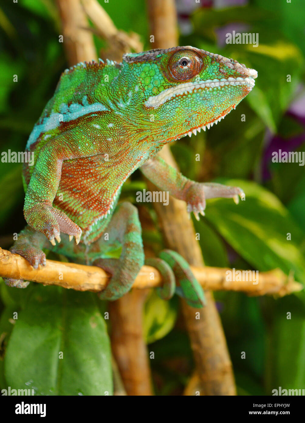 Panther chameleon (furcifer pardalis) Foto Stock