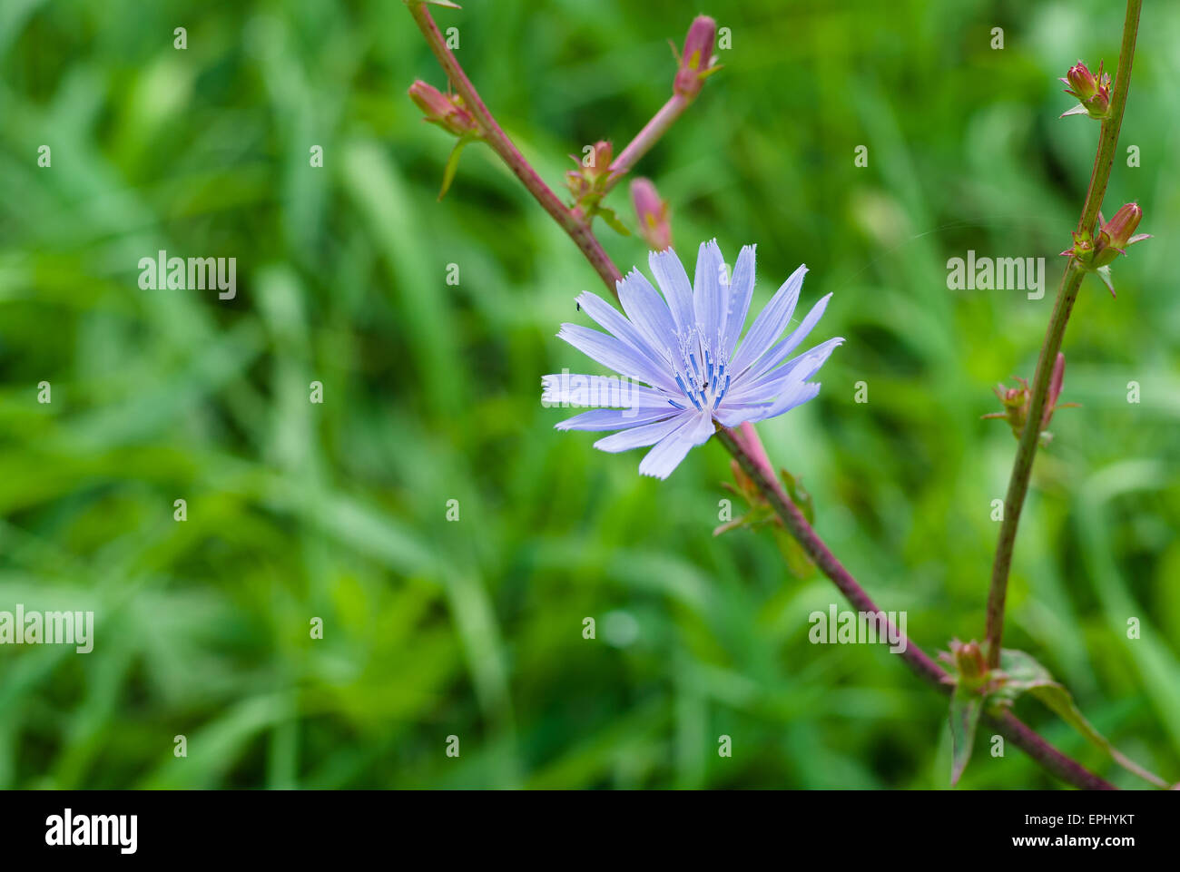 Cicoria pianta erbacea perenne fornita in tempo di fioritura contro abstract sfondo naturale. Foto Stock