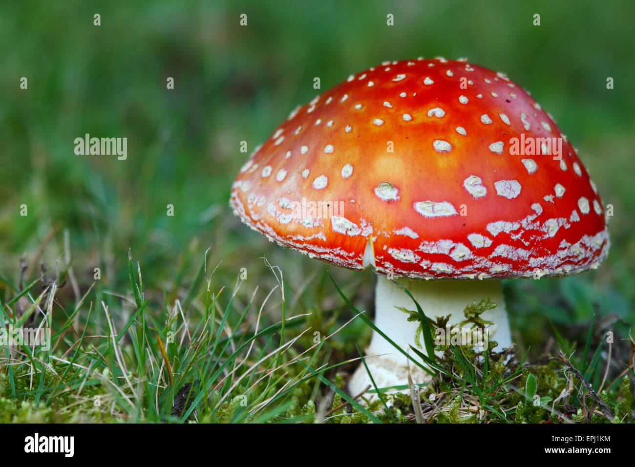 Amanita muscaria, comunemente noto come il fly agaric o fly amanita, è un fungo e sostanze psicoattive basidiomicete fungo. Foto Stock