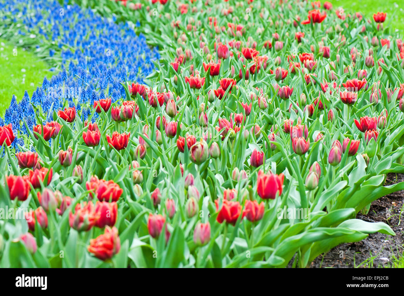 Tulipani rossi e giacinto blu Foto Stock