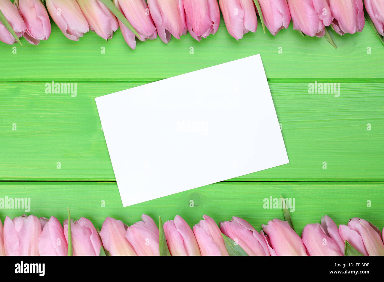 Rahmen aus Tulpen Blumen zum Frühling oder Muttertag Karte mit Foto Stock