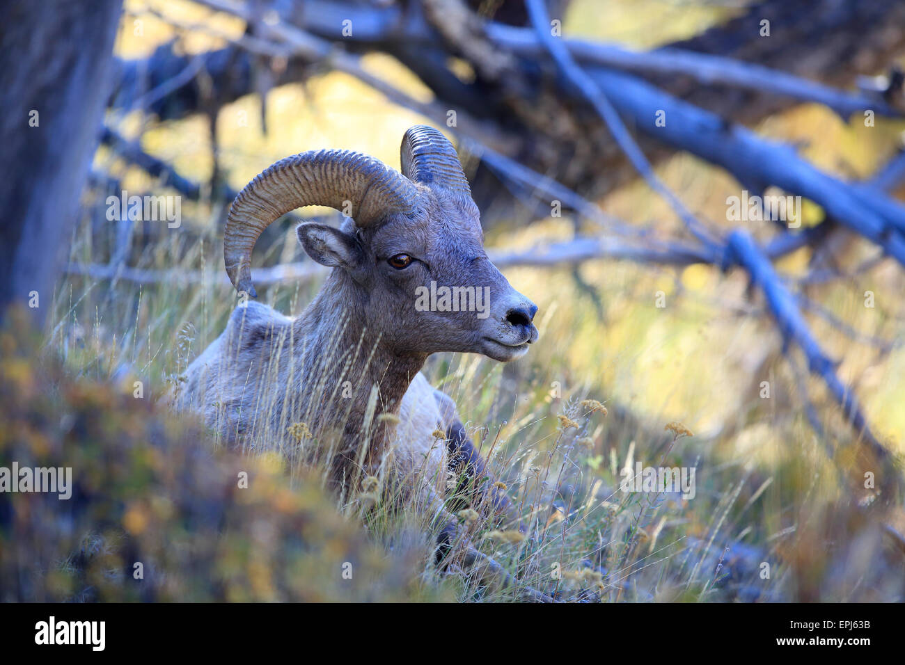 Bighorn Yellowstone NP USA Foto Stock