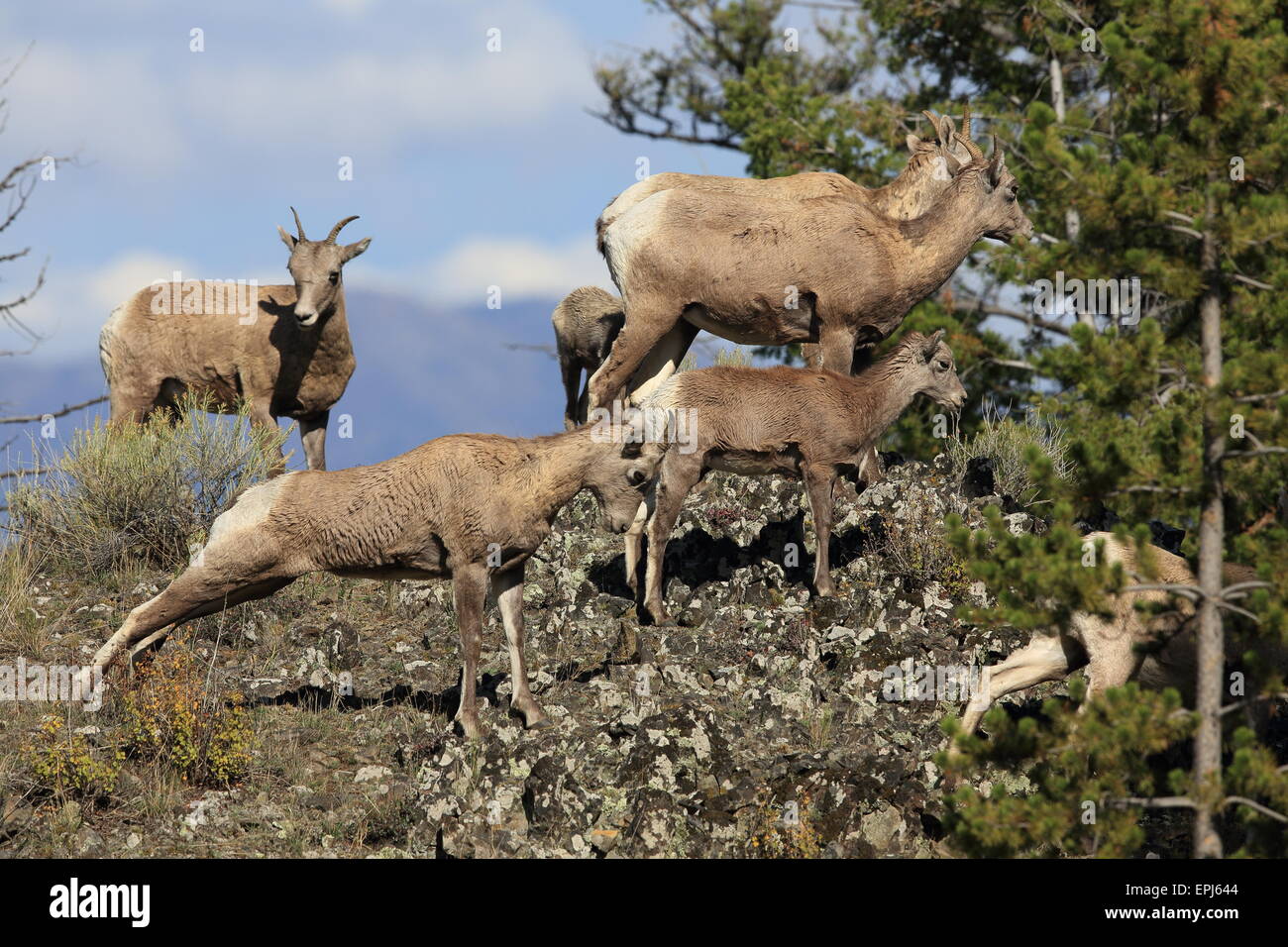 Bighorn Yellowstone NP USA Foto Stock