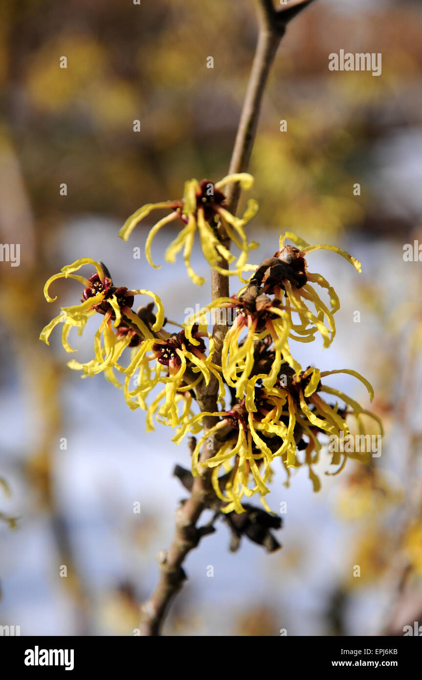 Witchhazel Foto Stock