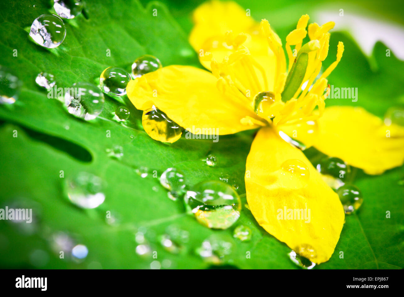 Gocce d'acqua Foto Stock