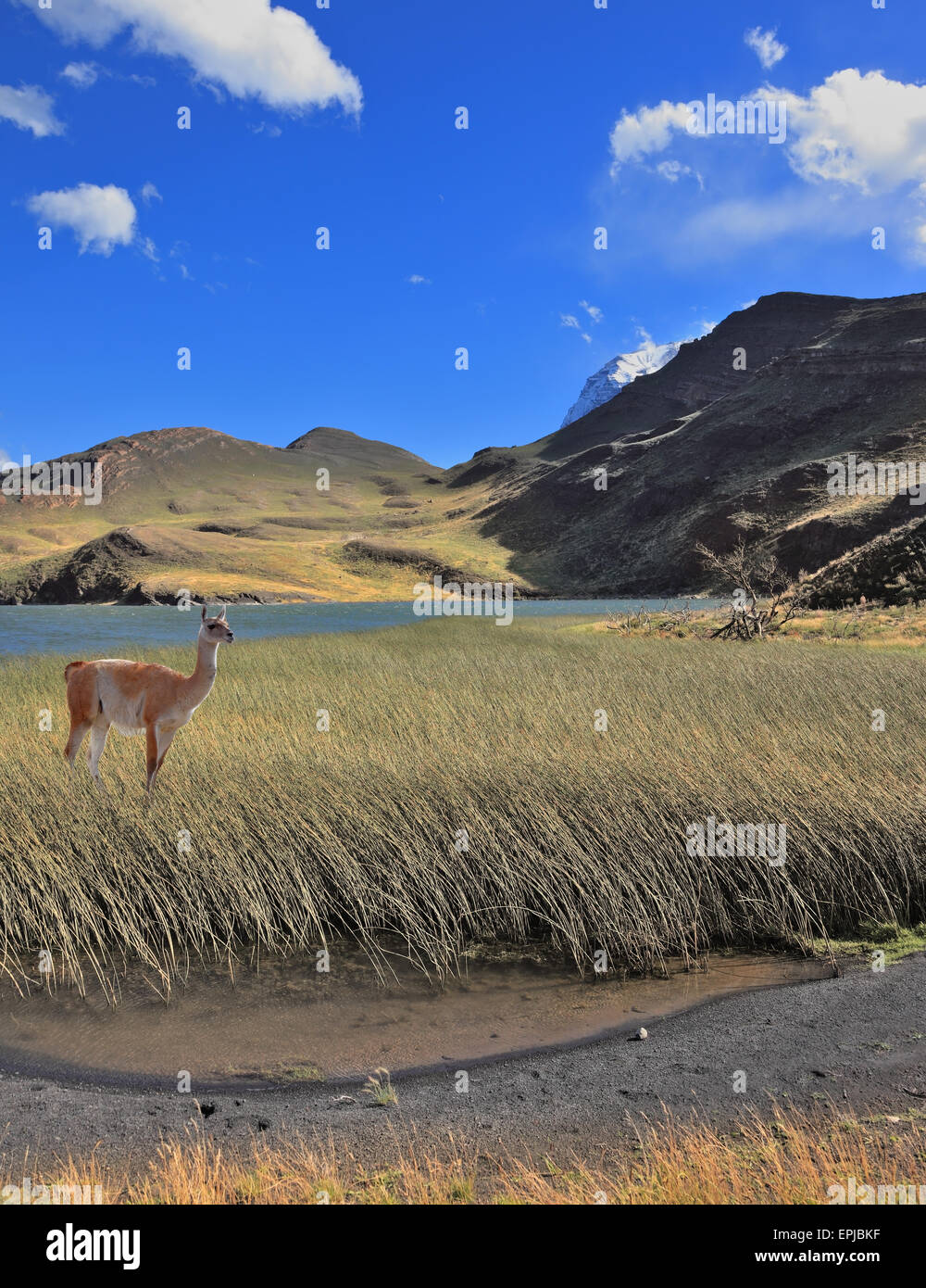 Il guanaco sorge sul lago Foto Stock