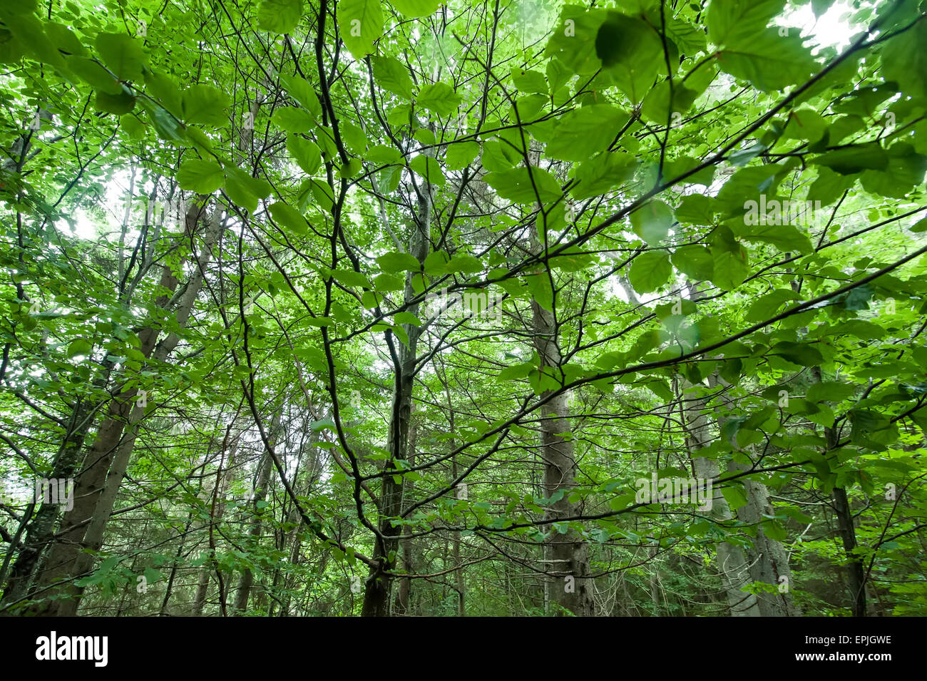 Natura astratta sfondo con foglie fresche in estate foresta Foto Stock