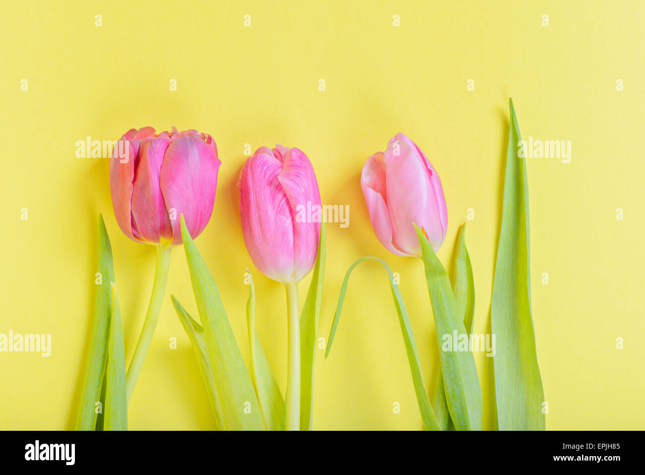 Tre tulipani rosa su giallo Foto Stock