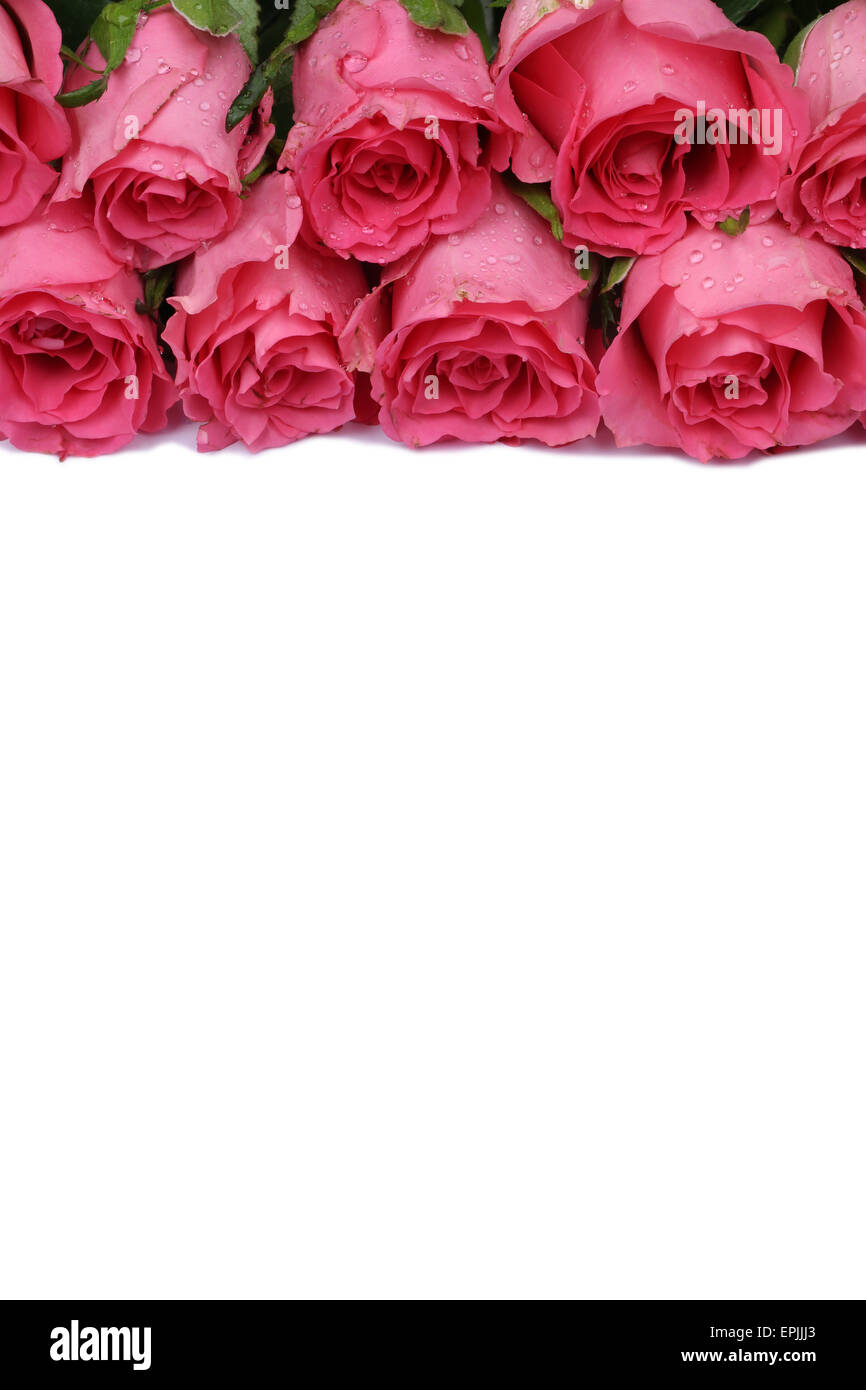 Rosen Blumen zum Valentinstag oder Muttertag Freisteller mit Textfreiraum Foto Stock