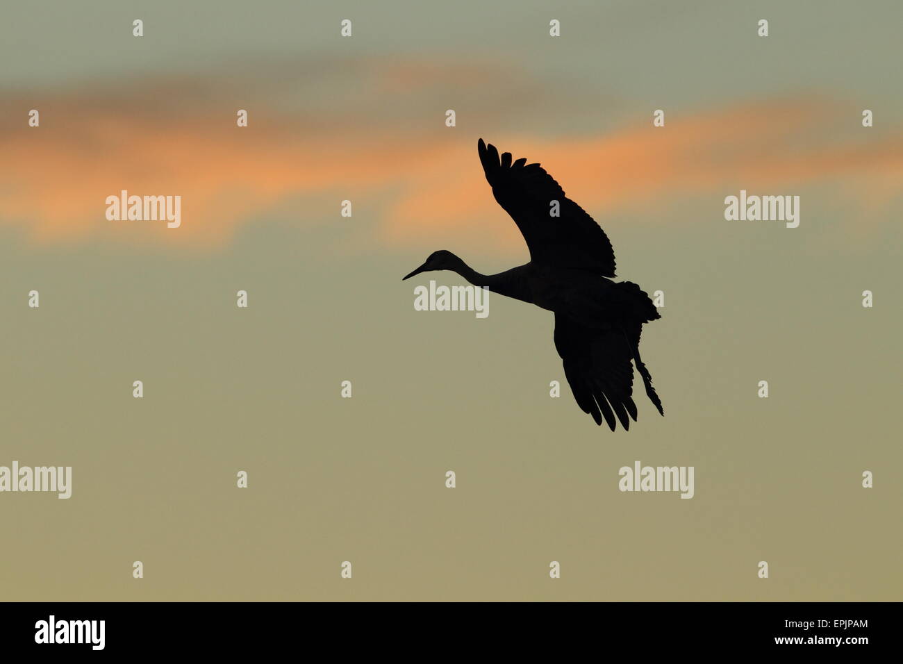 Gru Sandhill Bosque del Apache riserva faunistica Foto Stock