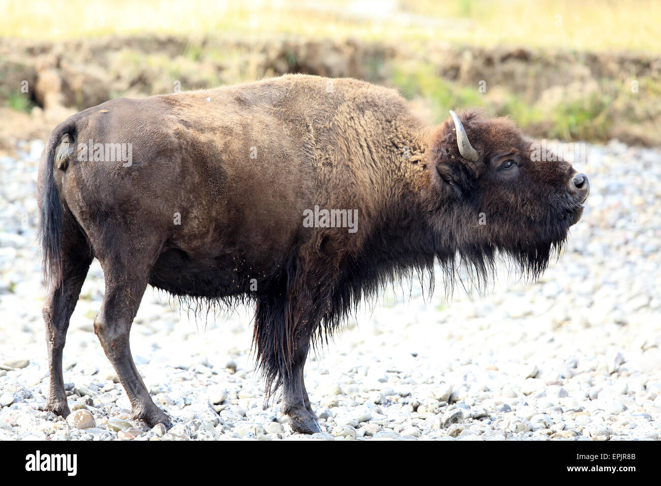 Bison Yellowstone NP Foto Stock