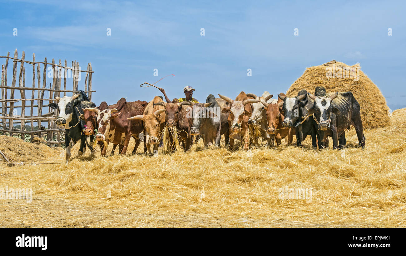 L'agricoltore etiope con allevamento di buoi per la trebbiatura di raccolto. Foto Stock