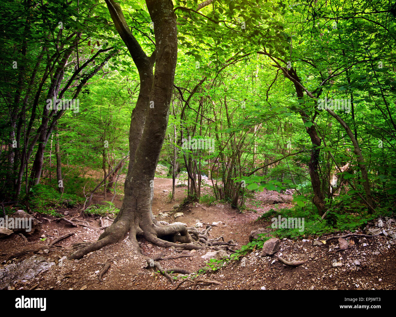 Deep Forest. Composizione della natura. Foto Stock