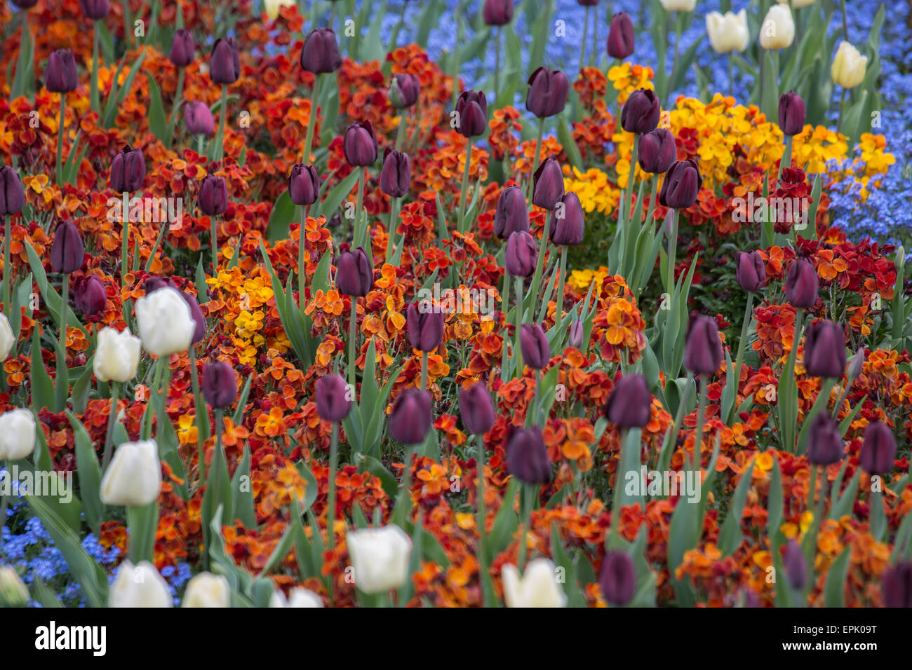 Agricoltura, bellezza, bloom, fioritura, colorato, copyspace, diverse, la diversità, olandese, Campo dei Fiori, molti, natura, nessuno, out Foto Stock