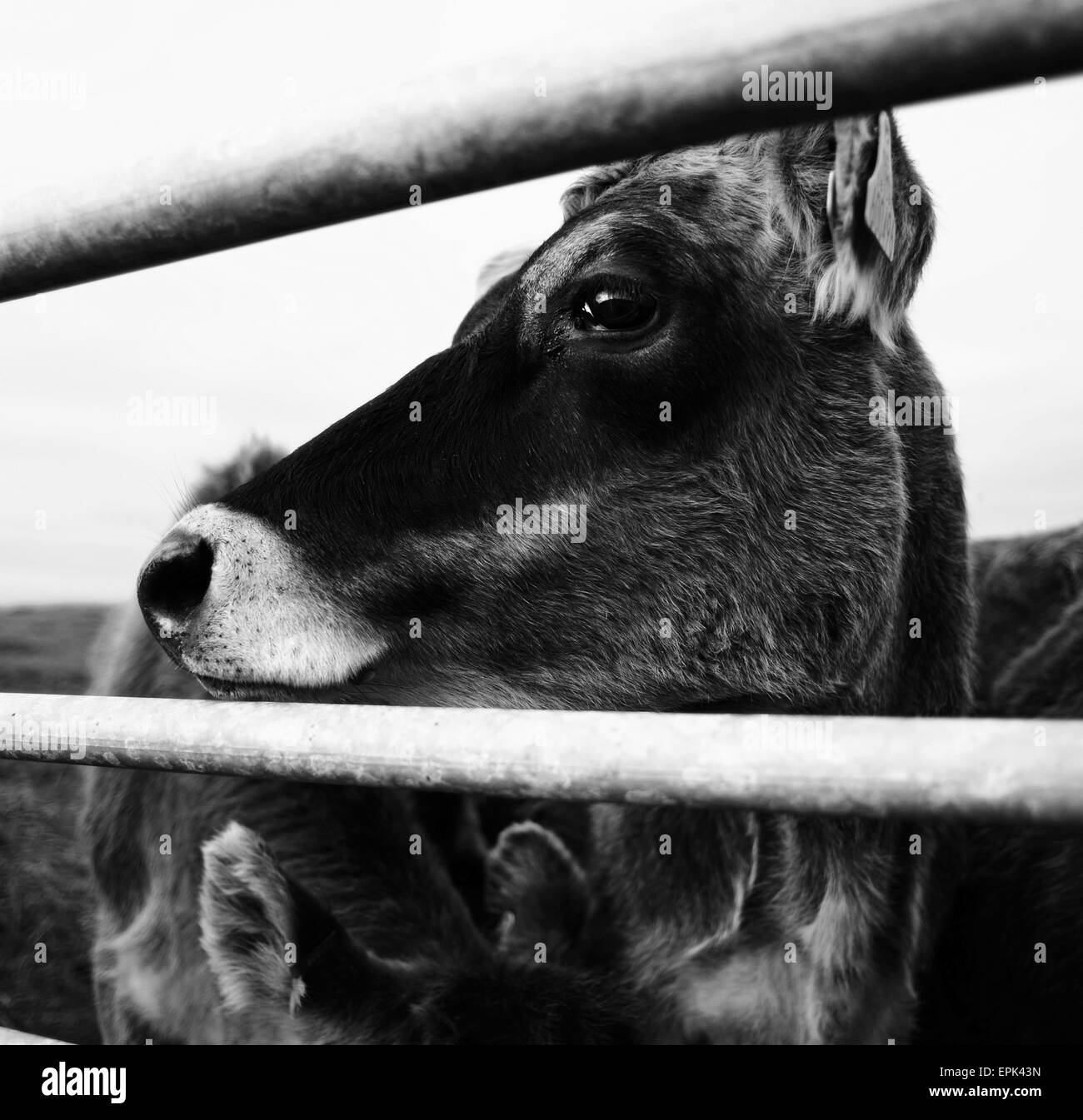 I vitelli in un campo Foto Stock