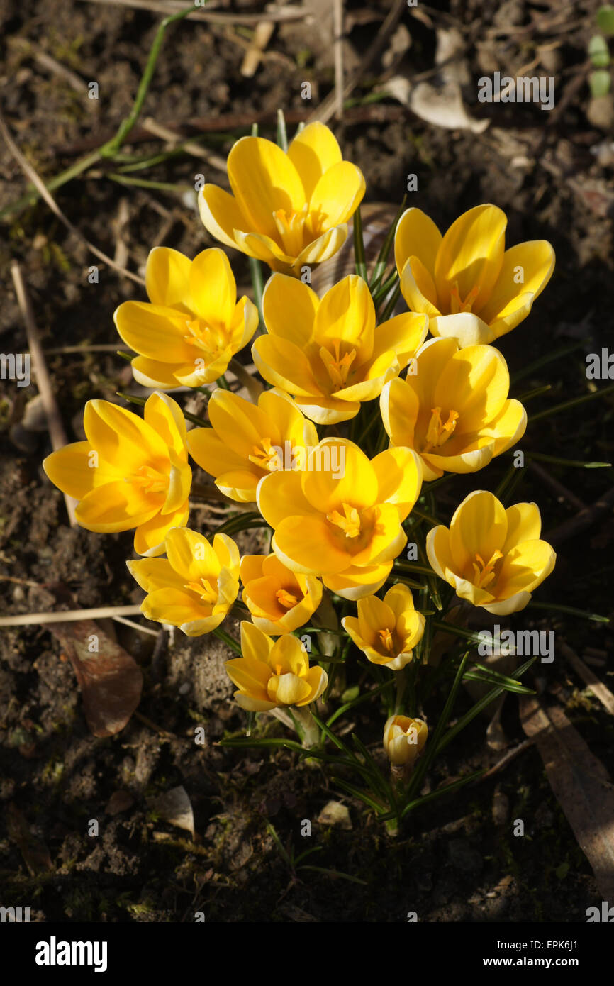 Olandese crocus giallo Foto Stock