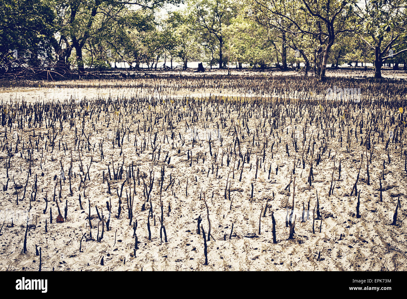 Palude di mangrovie a bassa marea in Thailandia Foto Stock